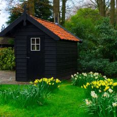 fresh white spring growing blooming daffodils and soft green grass with shed