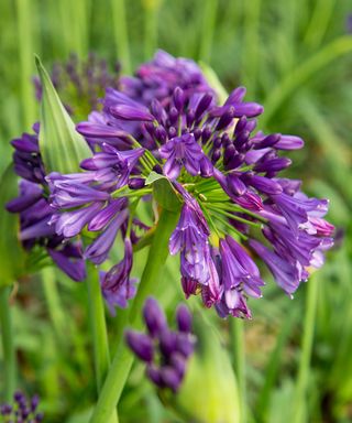 Agapanthus 'Ever Amethyst' flower