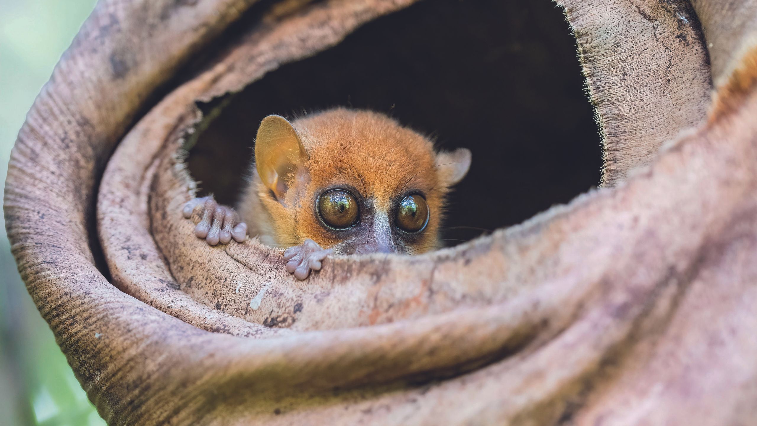There are more than 100 species of lemur living on the world's fourth-largest island — and they cannot be found anywhere else on Earth