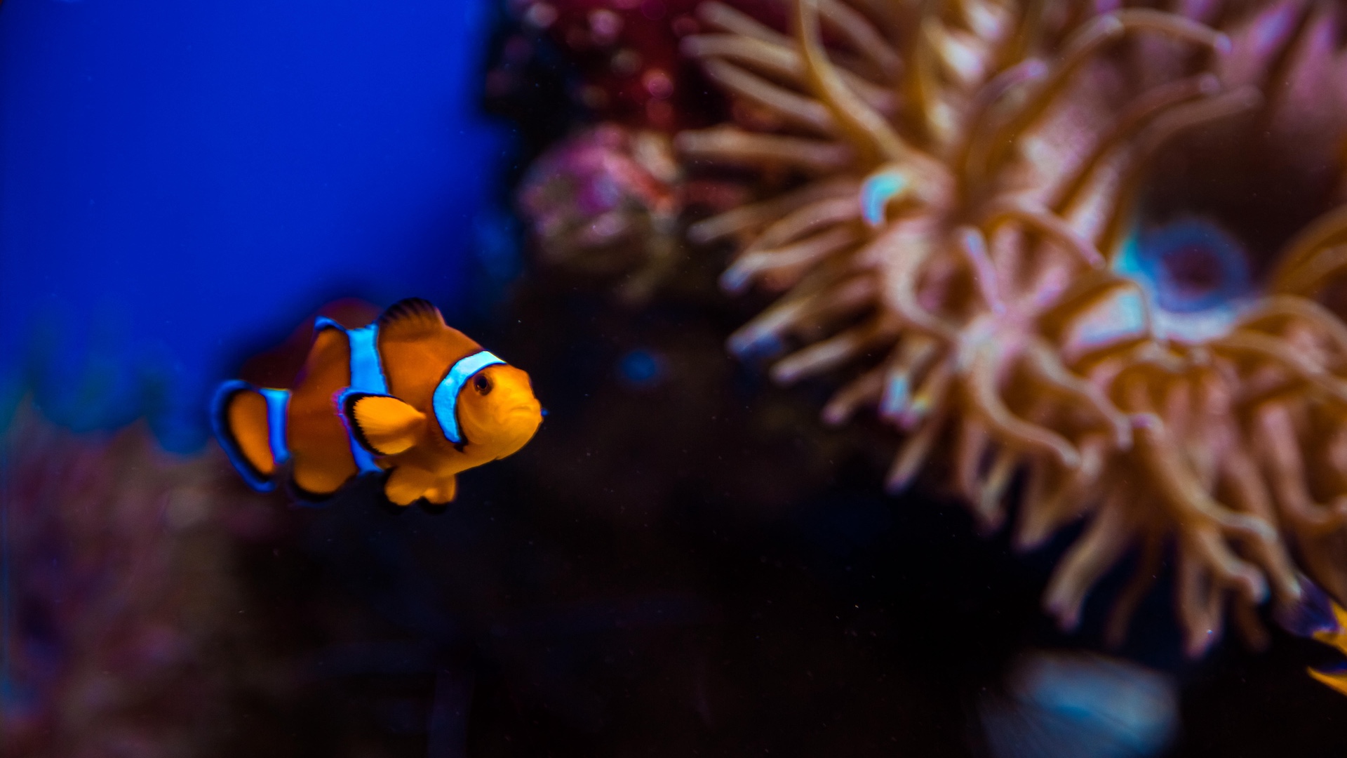 clownfish in aquarium