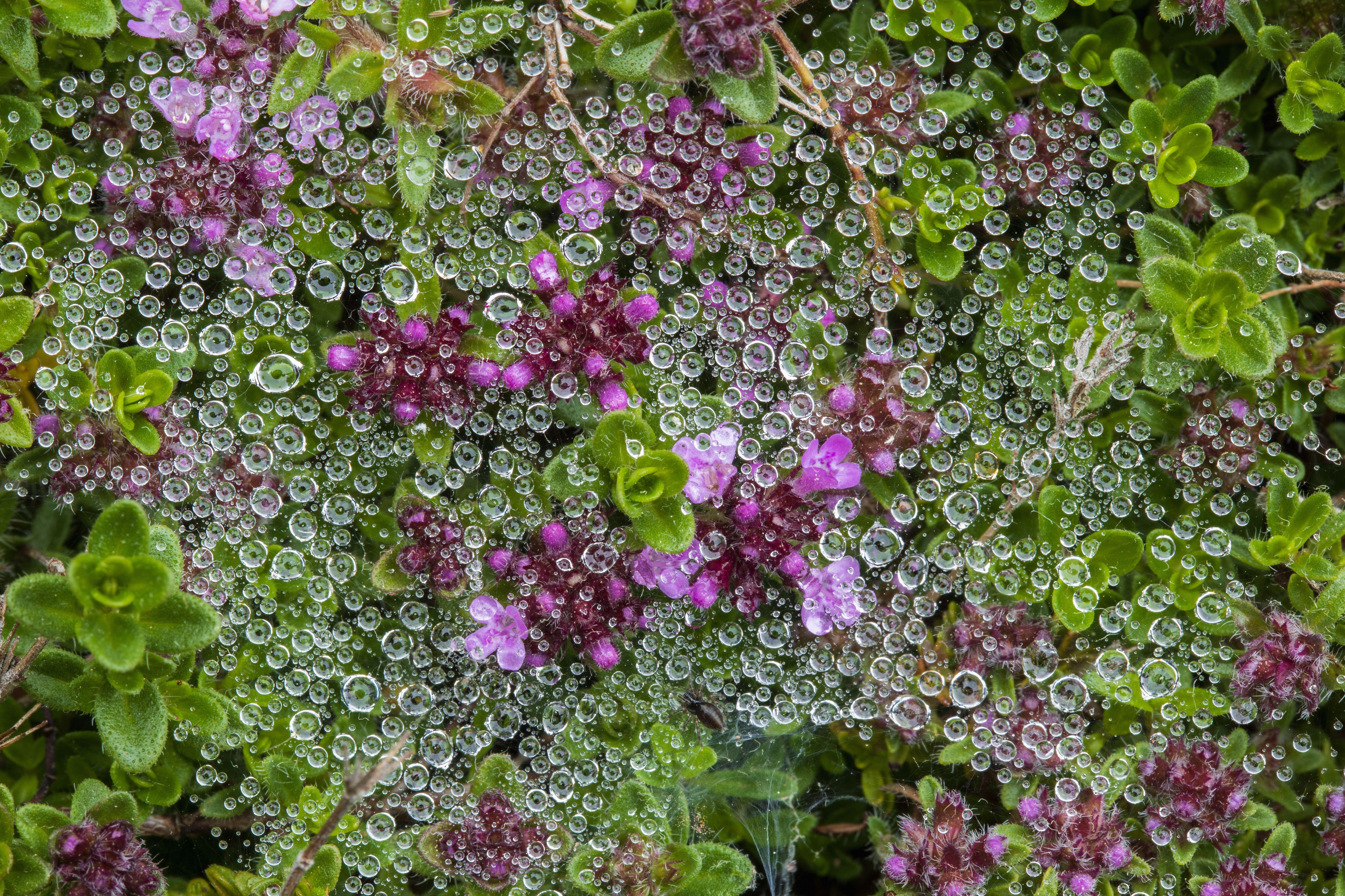 Purple creeping thyme growing in a garden