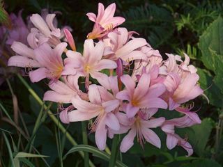 pink Surprise lily flowers (Lycoris squamigera)