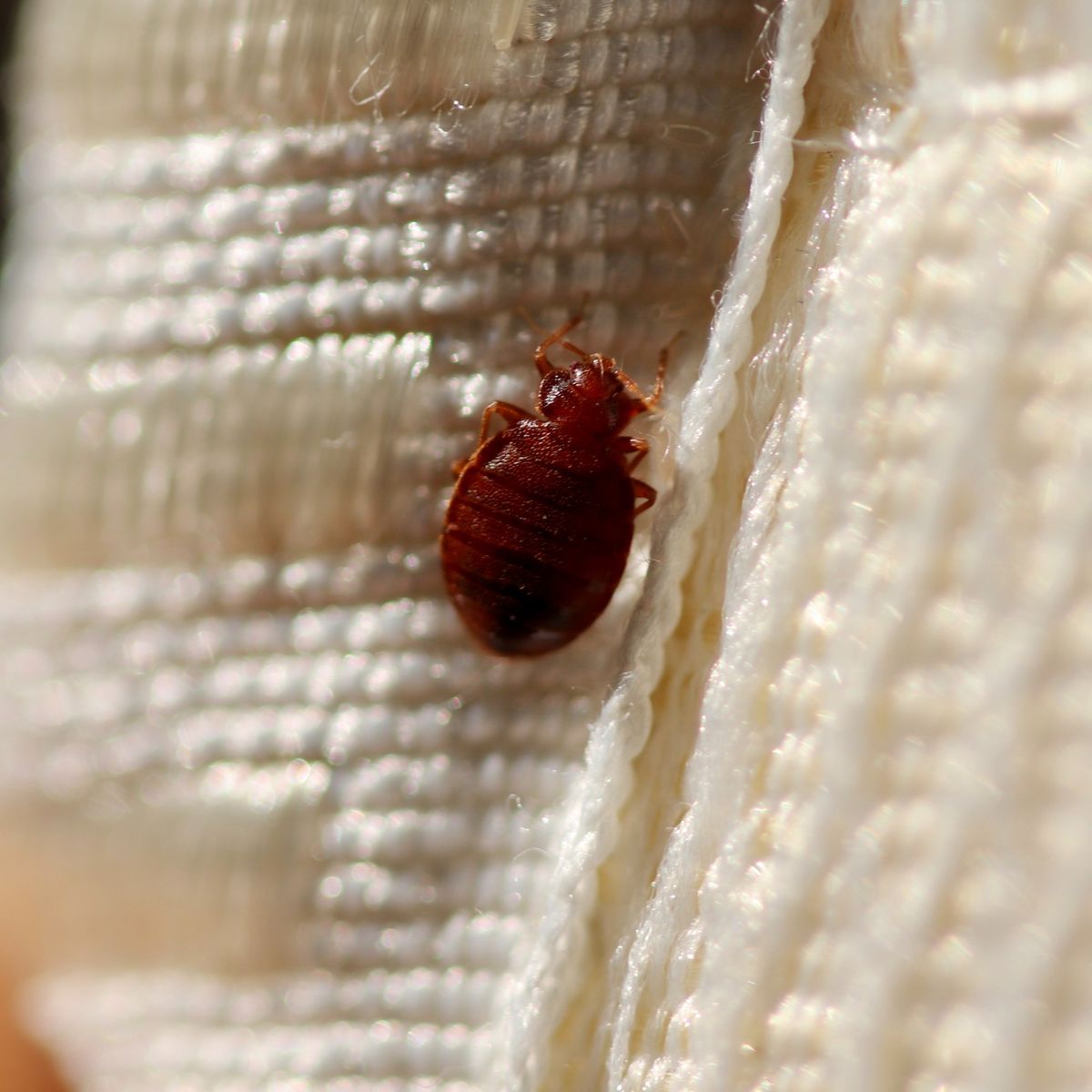 Is the UK facing a second bed bug epidemic this year? Ideal Home