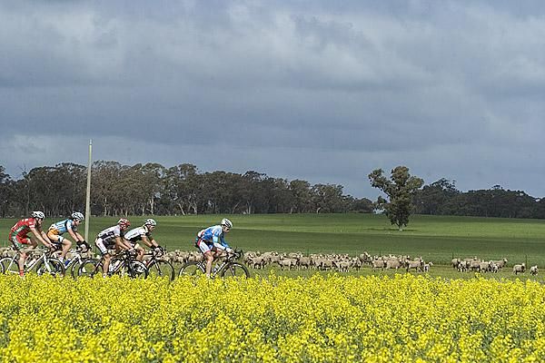 Riders in the lead group were a little sheepish.