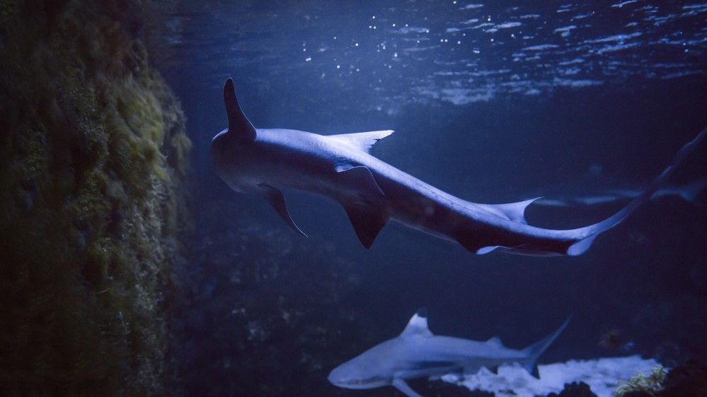 Watch: Baby shark born in aquarium tank where only females are kept 