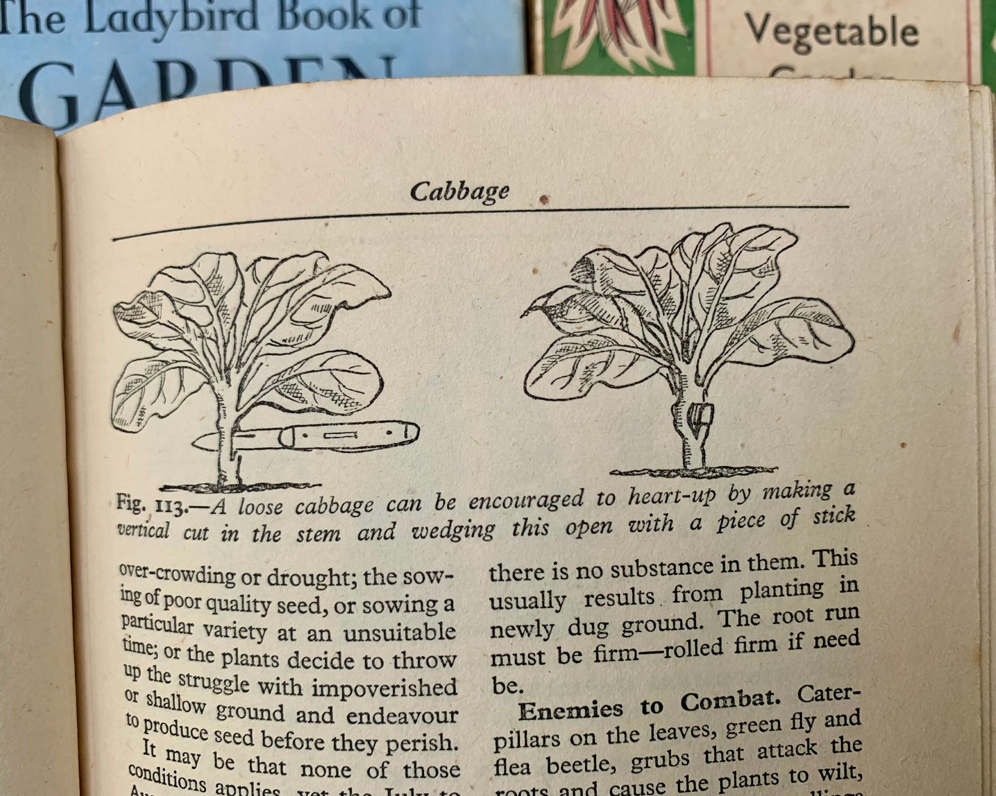 old book showing a gardening tip about getting good cabbage hearts