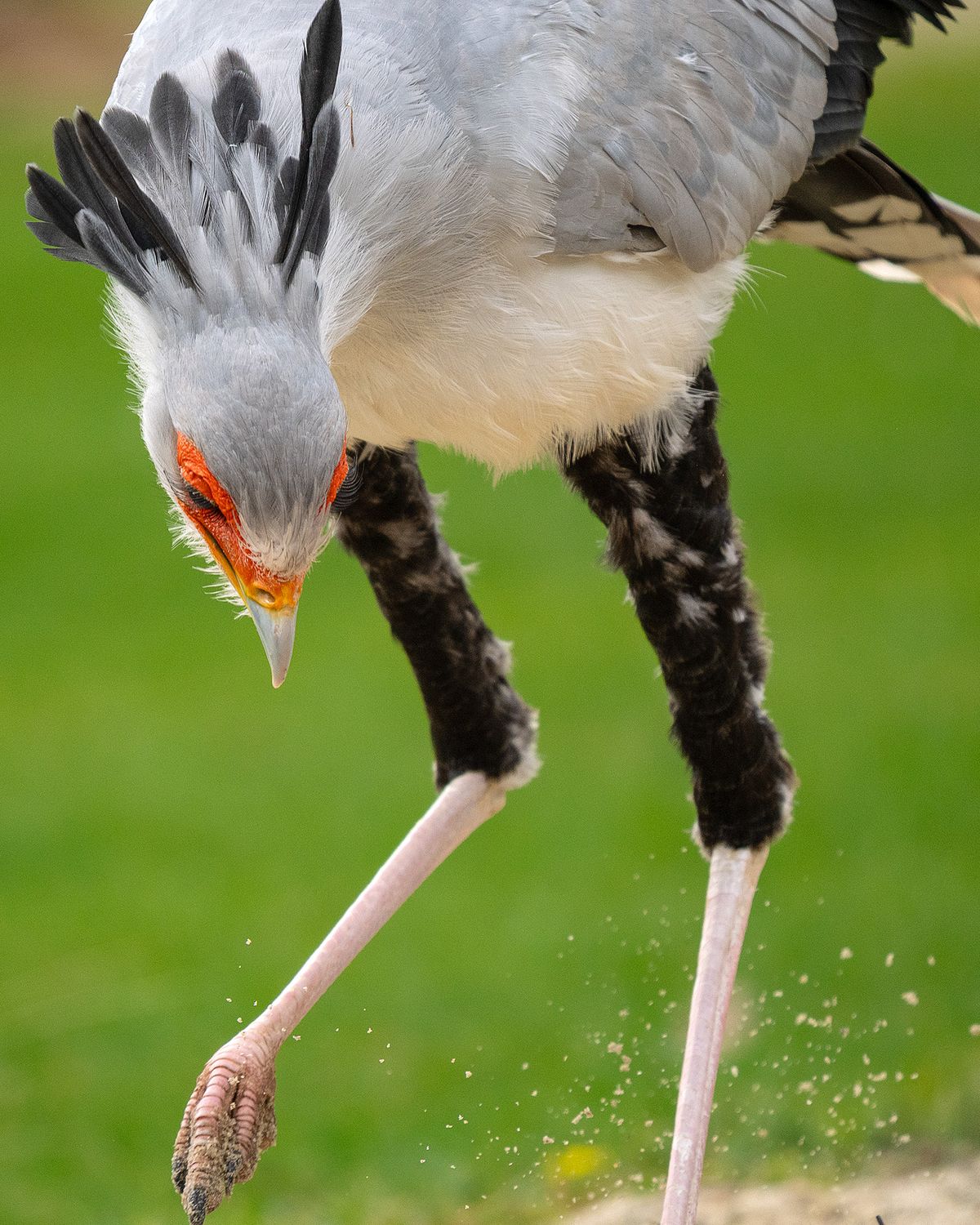Secretary bird portrait at Hawk Conservancy Trust, Hampshire