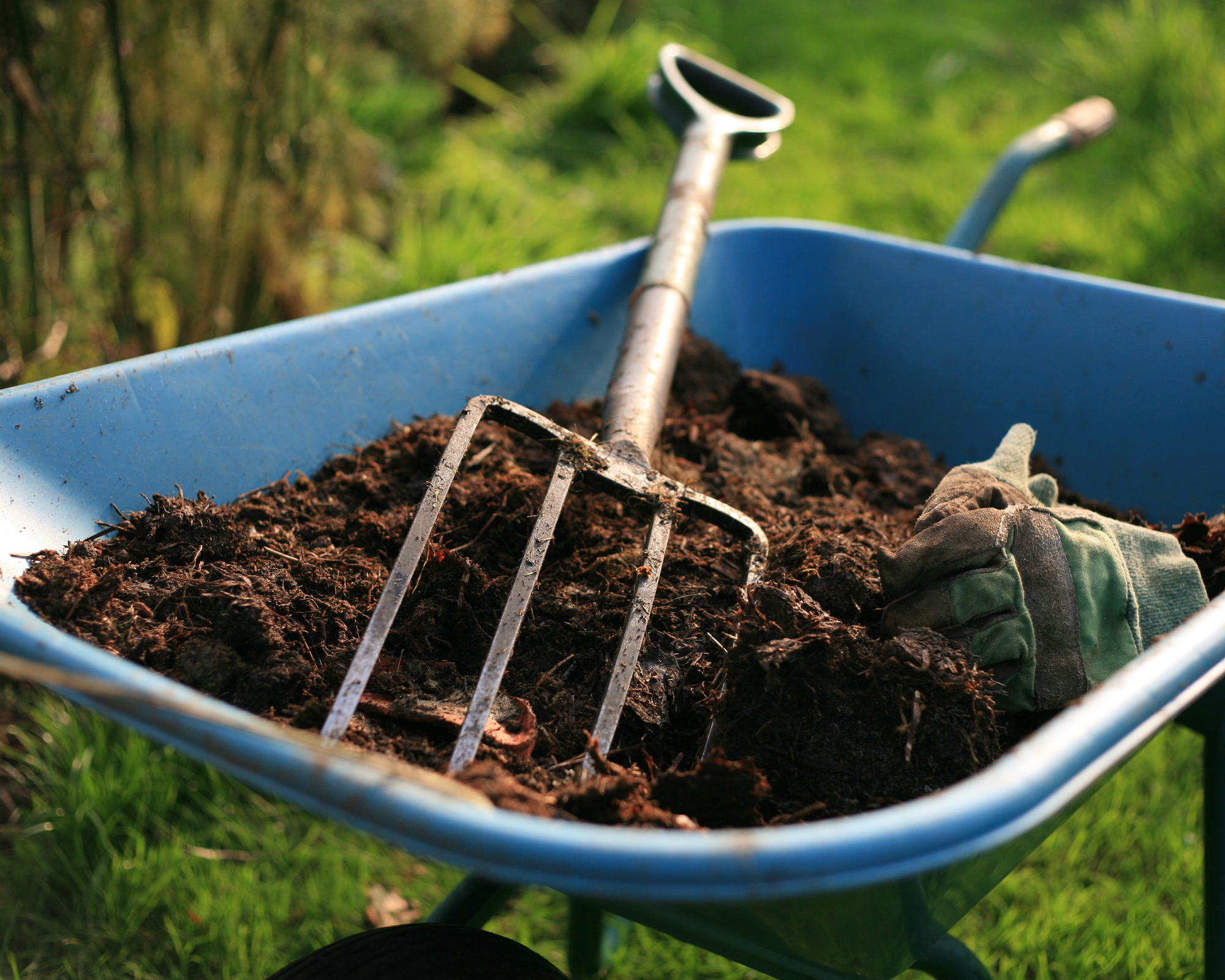homemade compost in a wheelbarrow with a garden fork and gloves, ready to use in a border
