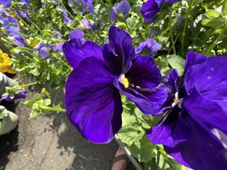 iPhone 13 Pro Max ultrawide