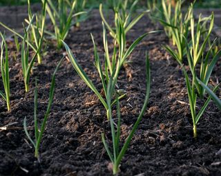 what to plant in December garlic growing