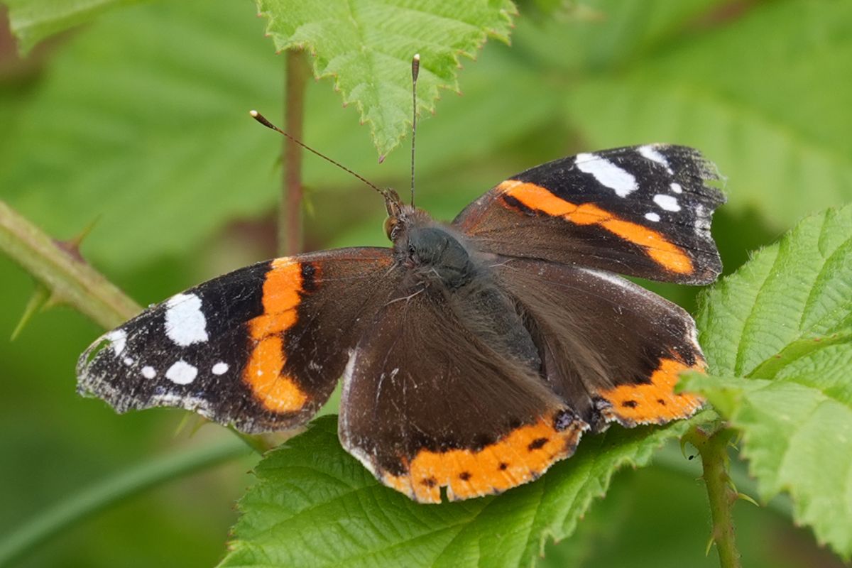 Detailed close-up of a red admiral butterfly with its wings spread.