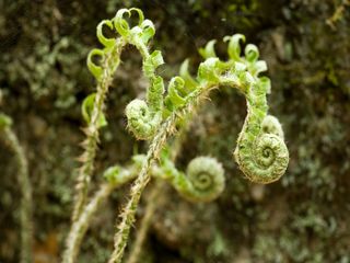 Christmas Fern