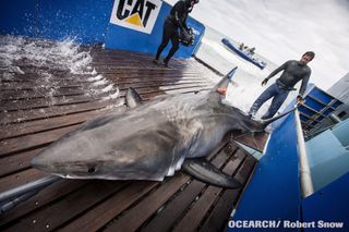 Researchers tag a great white shark in Florida waters to track her movements.