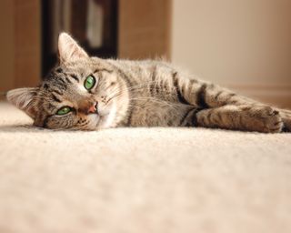 Tabby kitten lazing on the cream-colored carpet