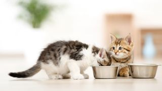 Two kittens standing next to food bowls