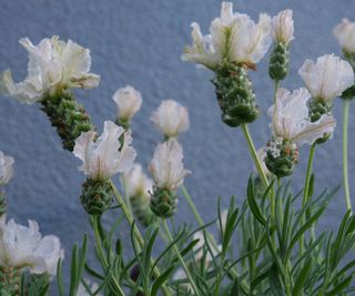 lavender Javelin Series flowering in summer