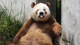 A panda sticking its tongue out towards the camera.