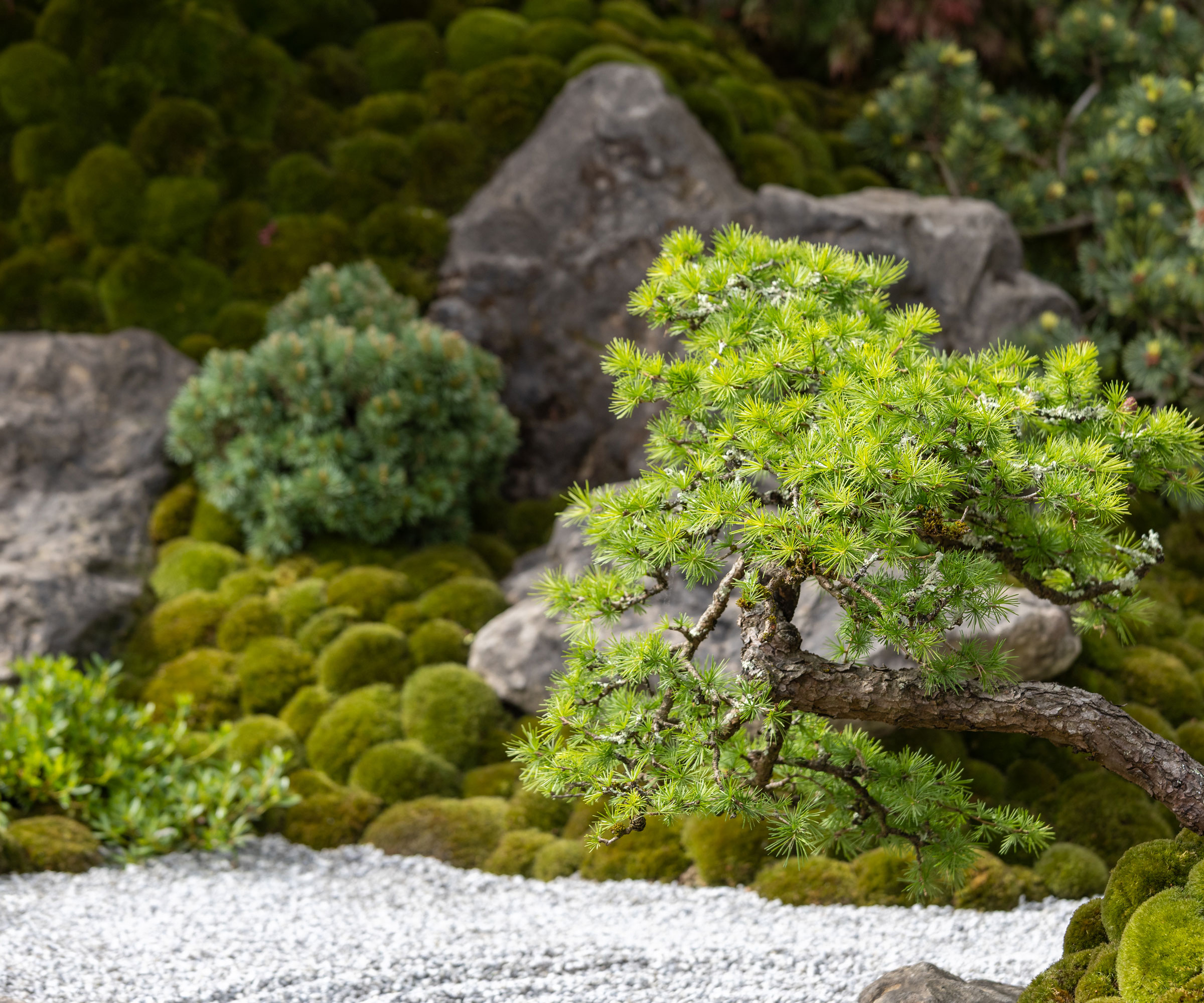 Japanese style garden with raked gravel, moss and landscaping rocks