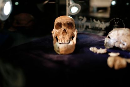 Homo naledi skull.