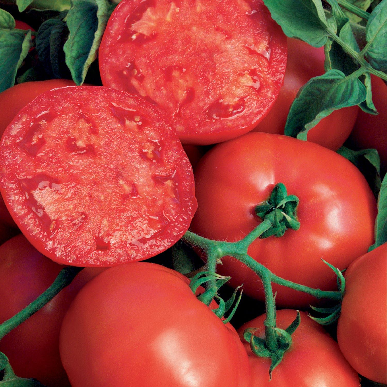 Bushsteak Tomato Seeds & Plant