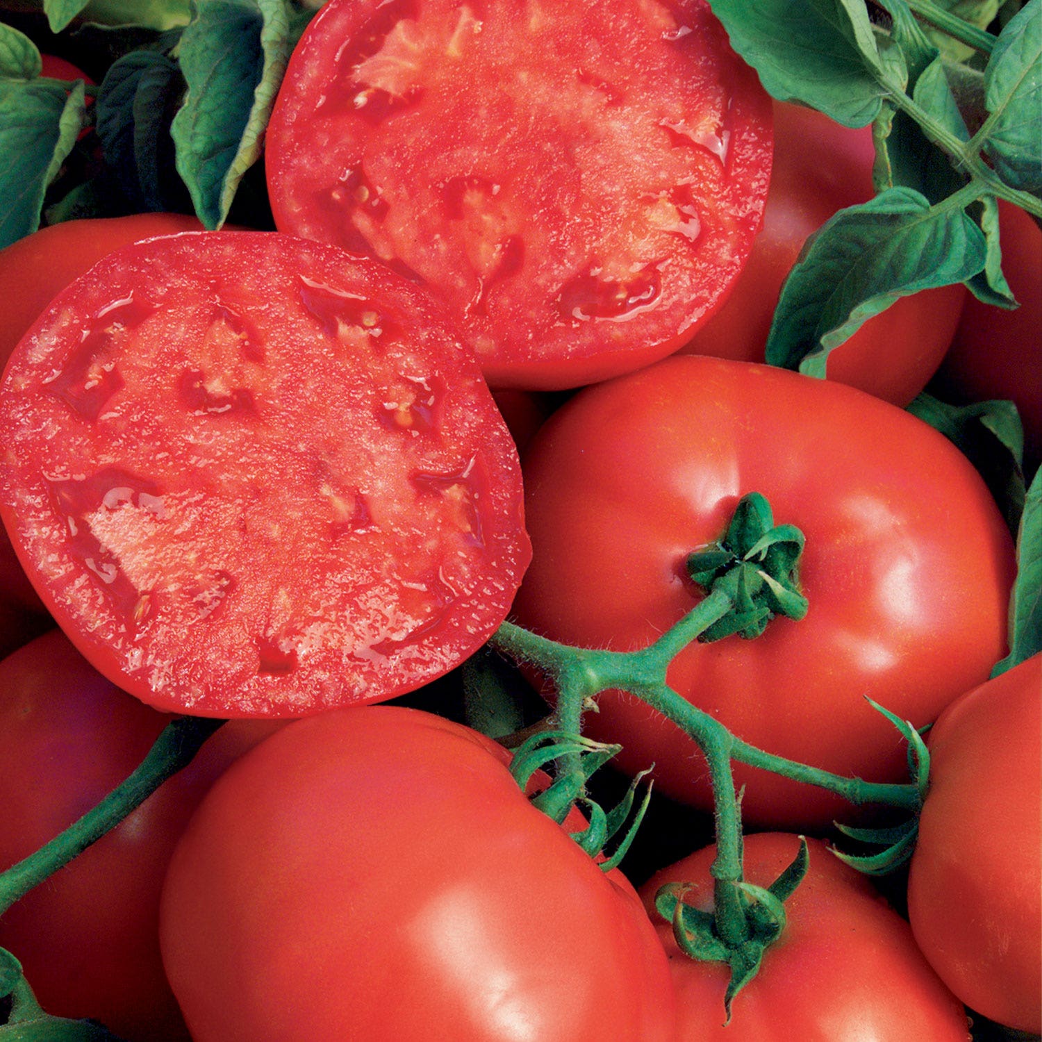 Bushsteak Tomato Seeds &amp;amp; Plant