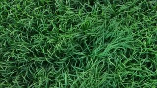 A bird's eye view of some really tall and spooky grass from Netflix's Stephen King & Joe Hill adaptation of "In the Tall Grass."