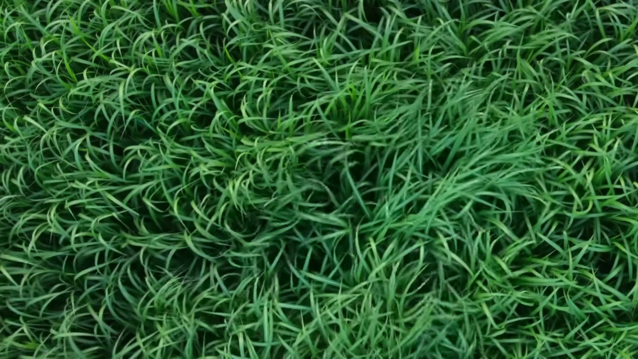 A bird's eye view of some really tall and spooky grass from Netflix's Stephen King & Joe Hill adaptation of 