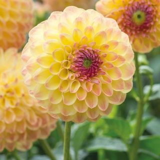 A yellow dahlia with pink tinges on the petals and a pink centre surrounded by green foliage