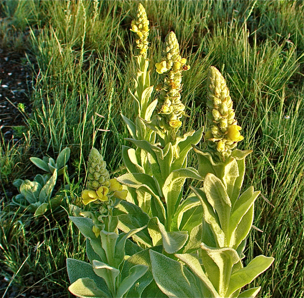 Common Mullein: Stunning Photos of the 'Flannel Leaf' Plant | Live Science