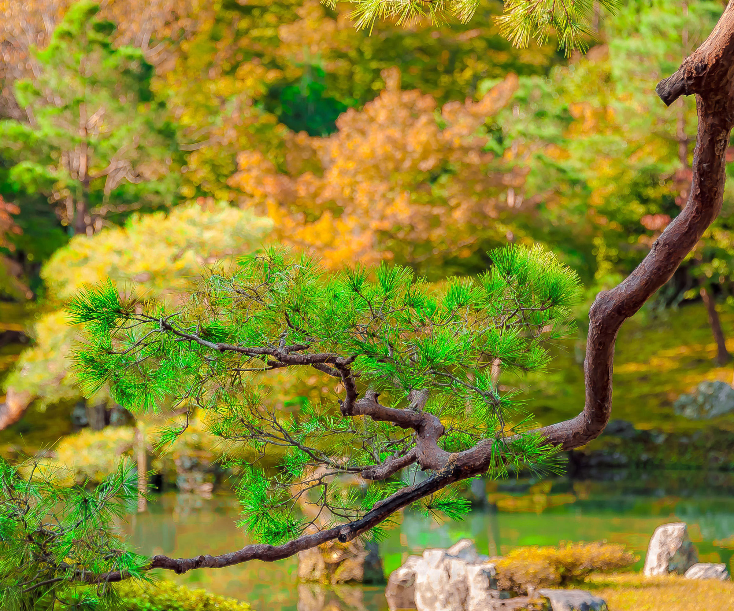 pine tree showing bright green needles and other trees in background