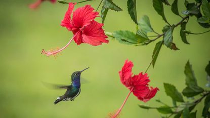 hummingbird and red flowers
