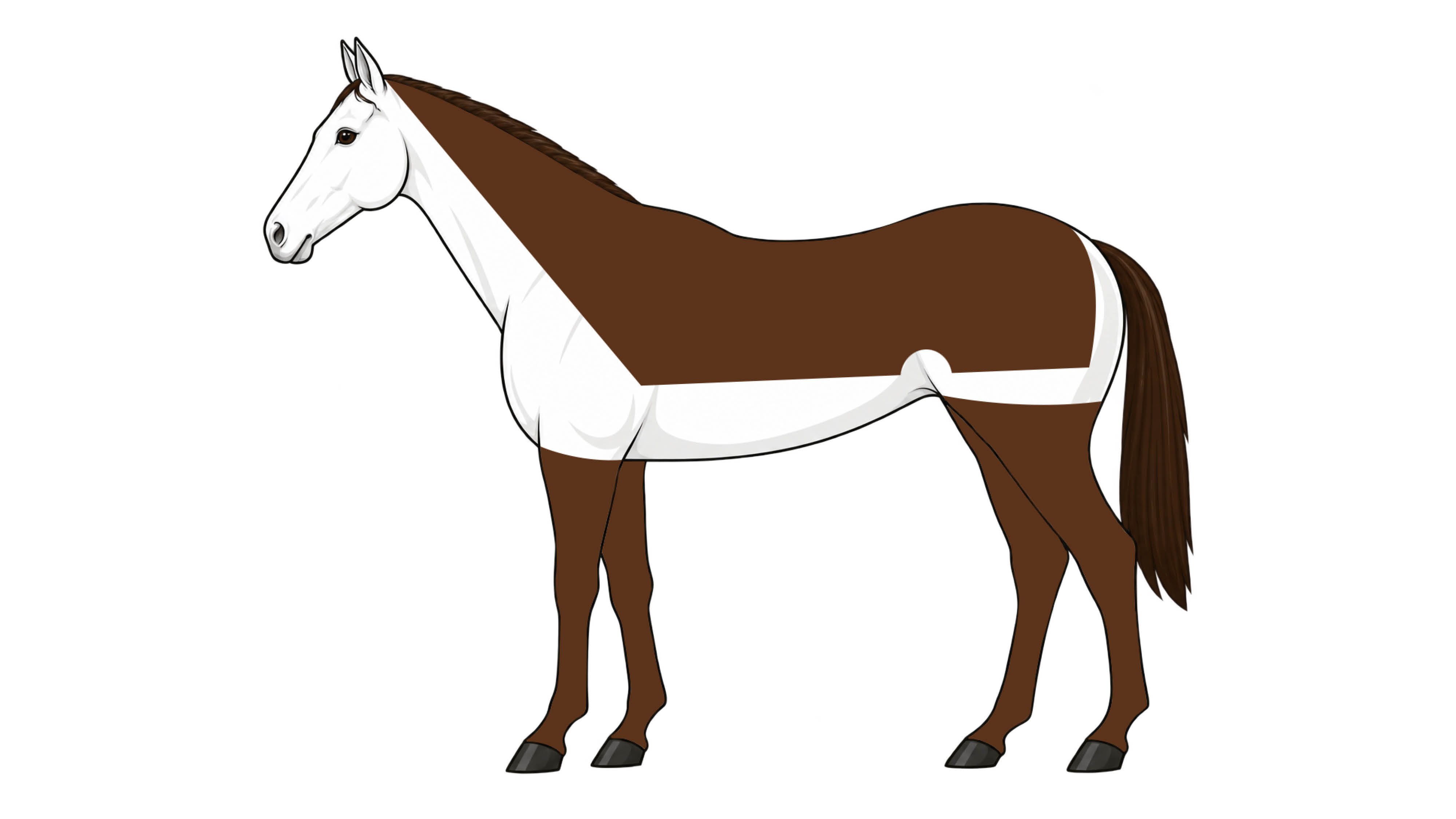 Diagram of chaser clip, with hair taken off the face, neck, belly and sides
