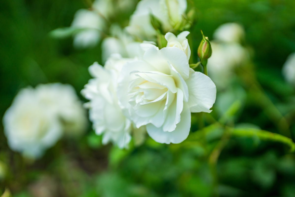 Sigma 28-45mm F1.8 DG DN Art