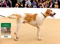 hound_showing_guide.jpg