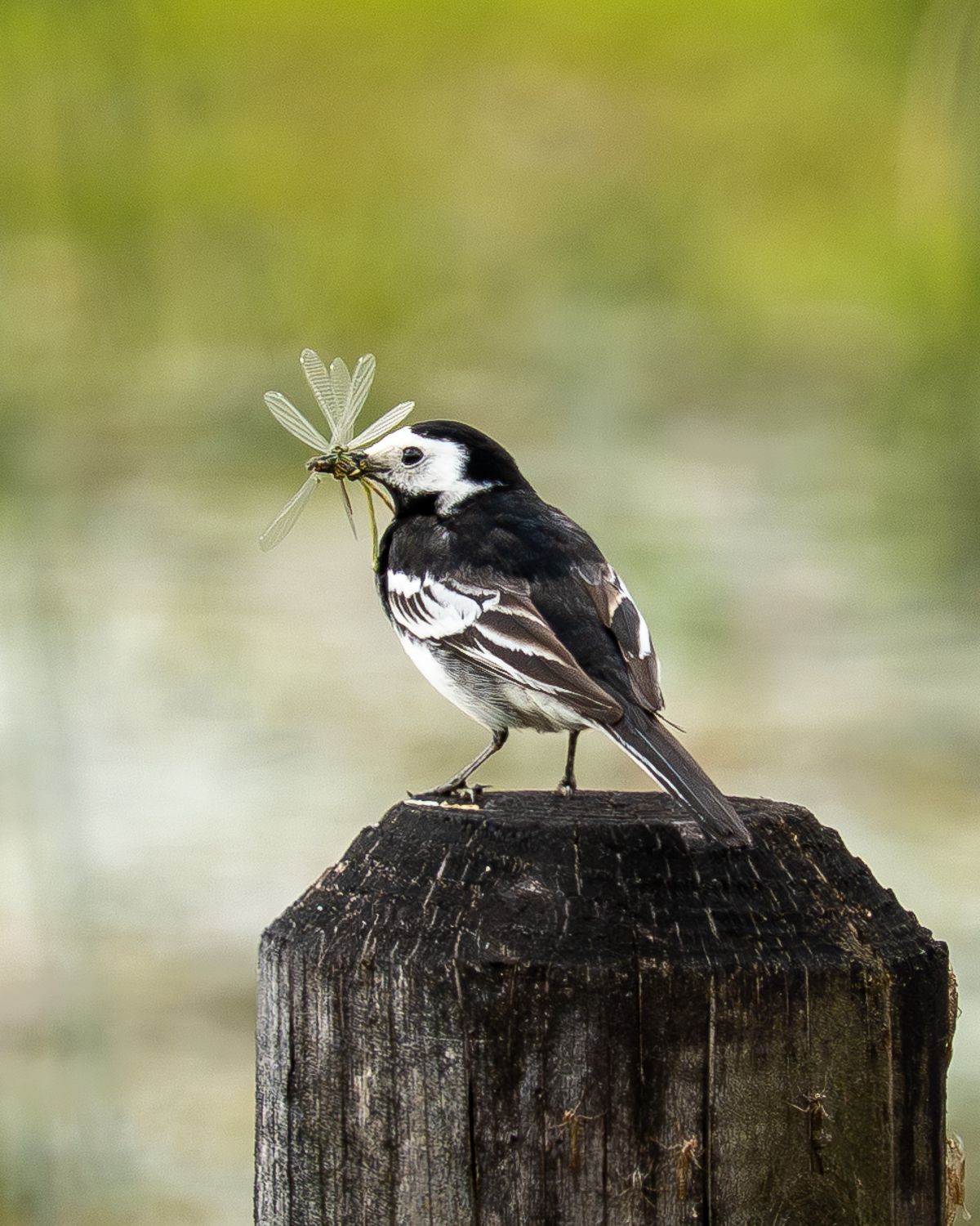 wagtail stood on a wooden post with a winged insect in its mouth