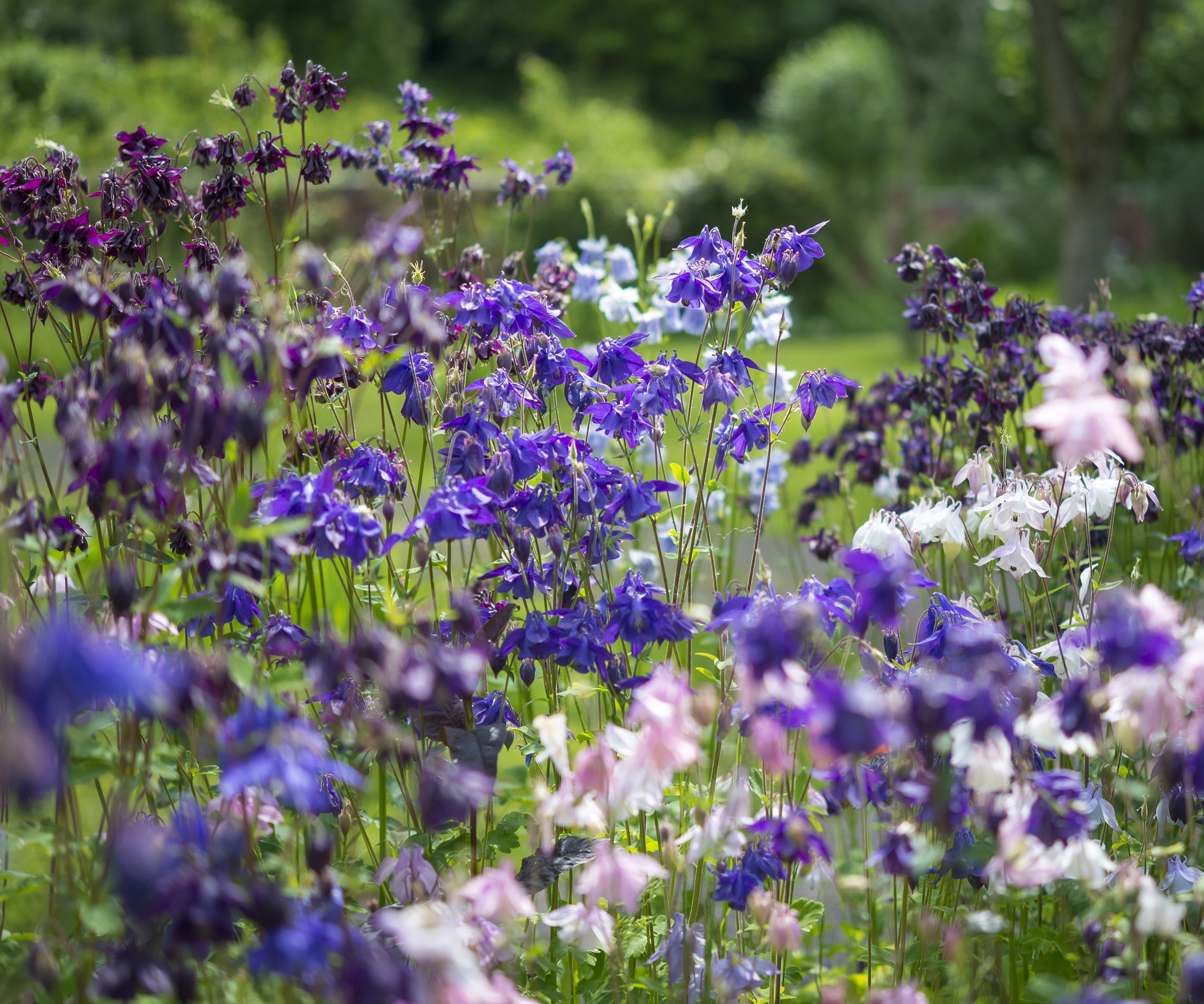 Aquilegia