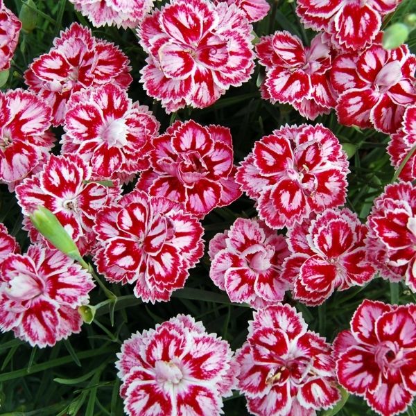 Star&amp;trade; Starburst Dianthus