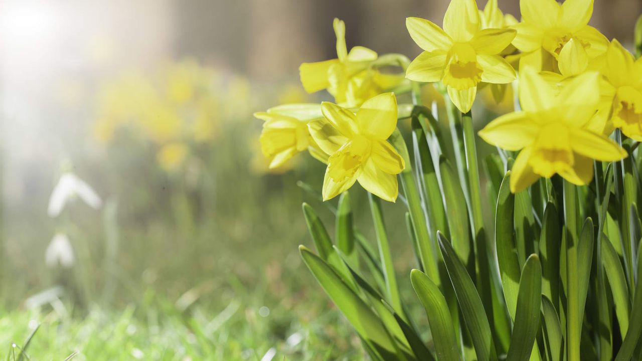 Daffodils in bloom in spring in a garden