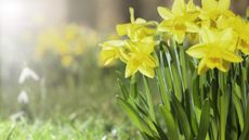 Daffodils in bloom in spring in a garden