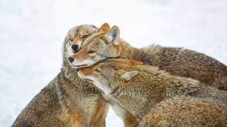 A picture of three coyotes with their heads resting on one another.