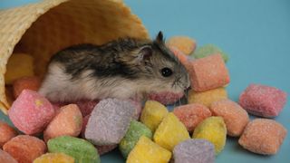 Hamster with candy