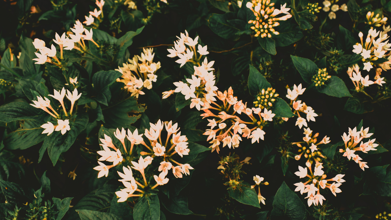 Tuberose perfumes