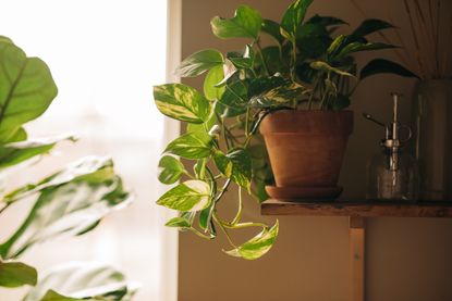 A houseplant in a terracotta pot with a drip tray on a sun soaked window sill 