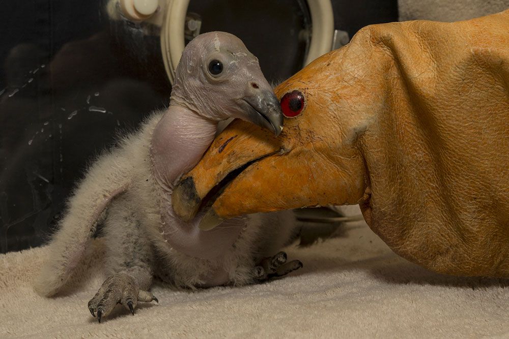 California condor chick