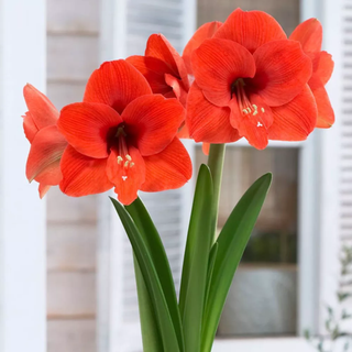 Van Zyverden Amaryllis Naranja Flower Bulb