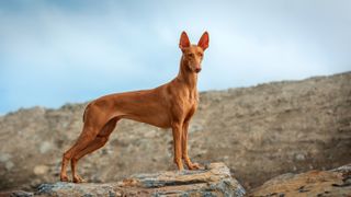 Pharaoh Hound