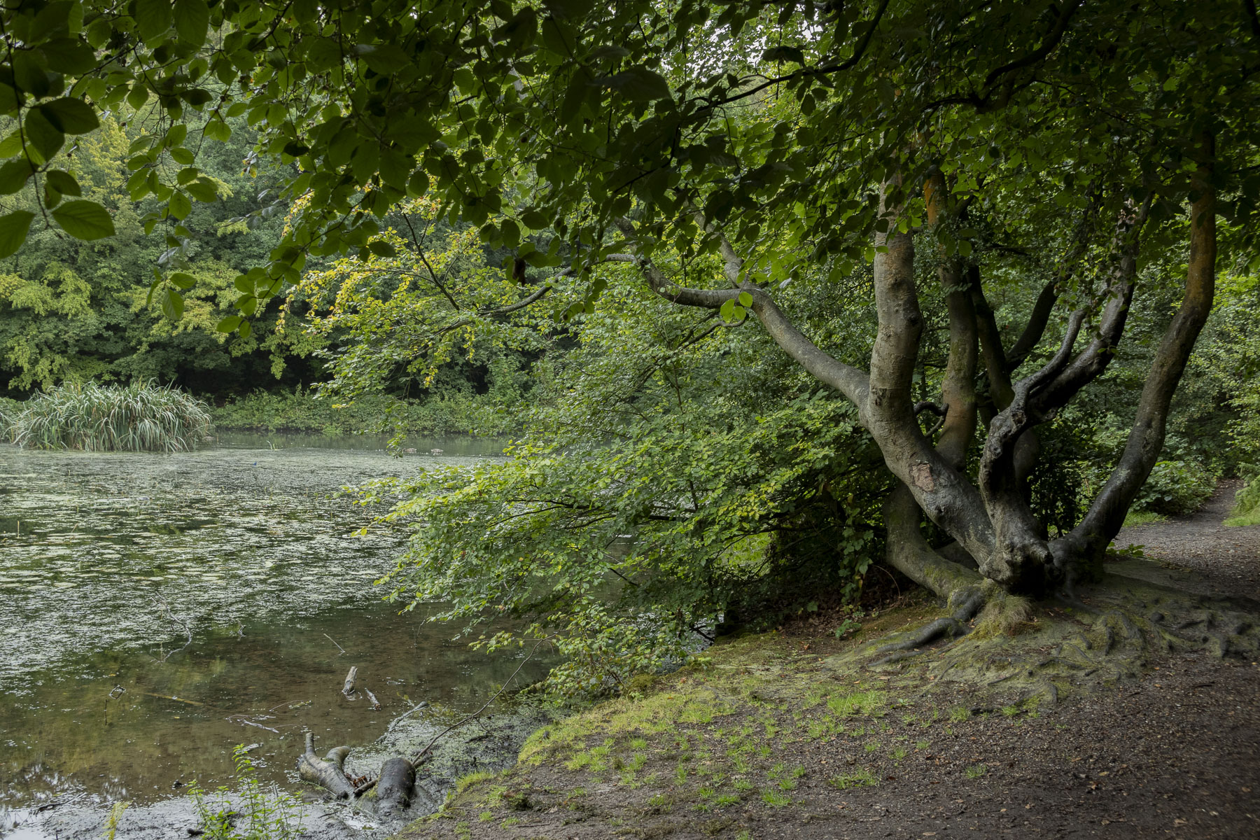 A photograph of woodland scene taken with the Nikkor Z DX 24mm f/1.7 lens