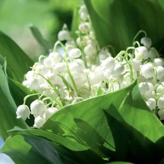 Convallaria Majalis (Lily of the valley) - 10 Bare Roots