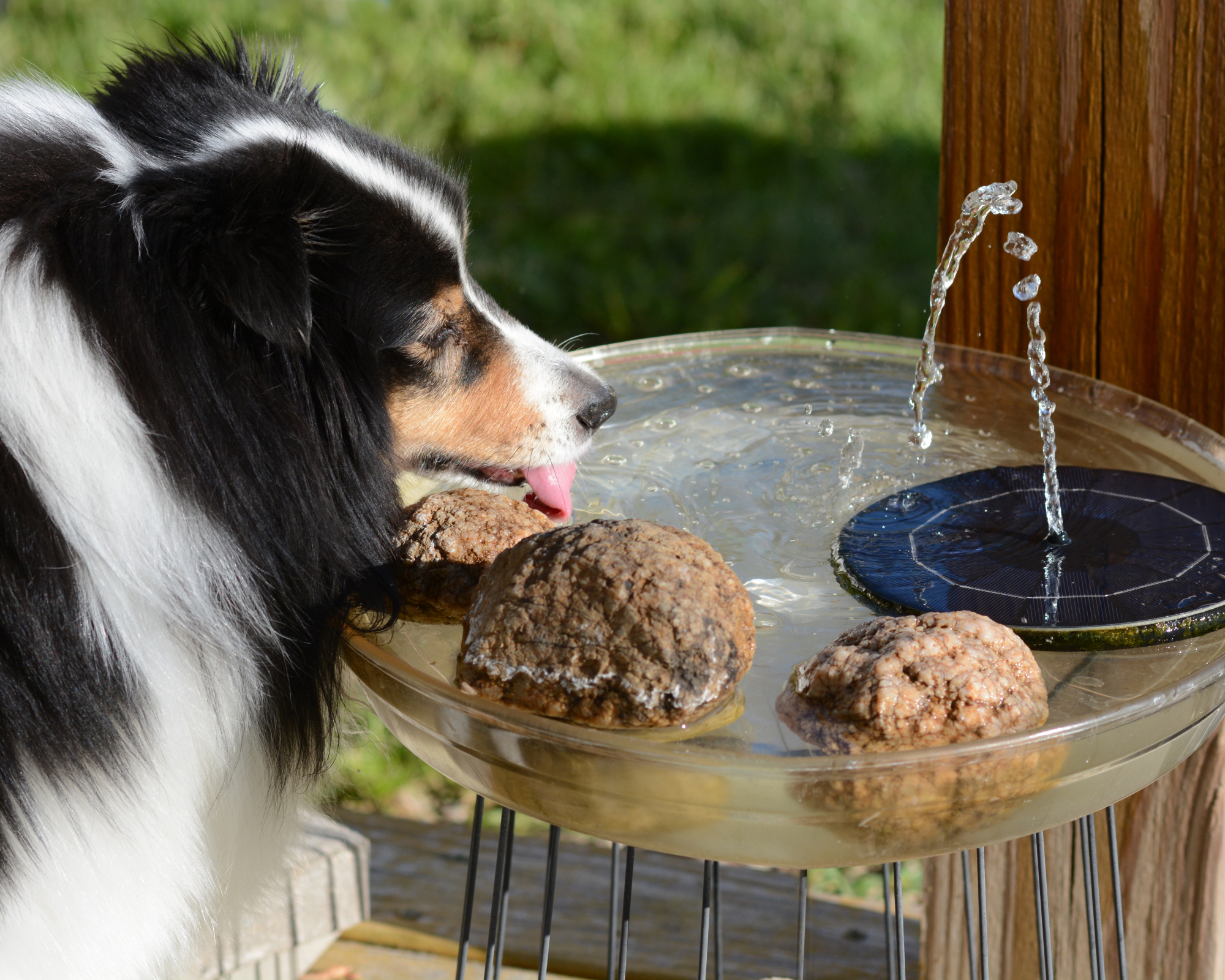 Dog drinking from a water fountain created with a floating solar powered water fountain pump