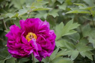 Pink tree peony